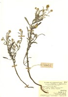 藏品(鼠曲草)的圖片